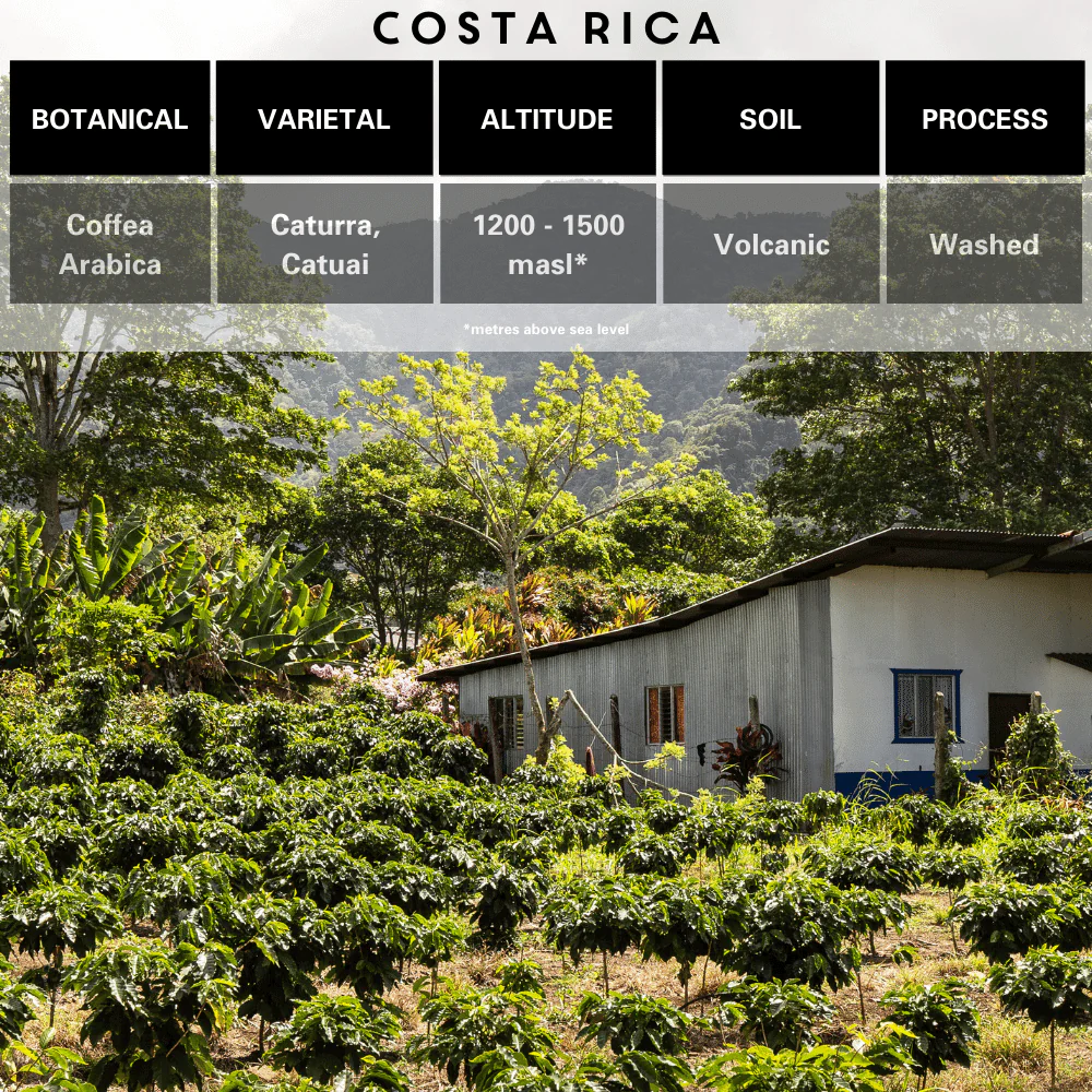 Costa Rica Single Origin Coffee - Image 3