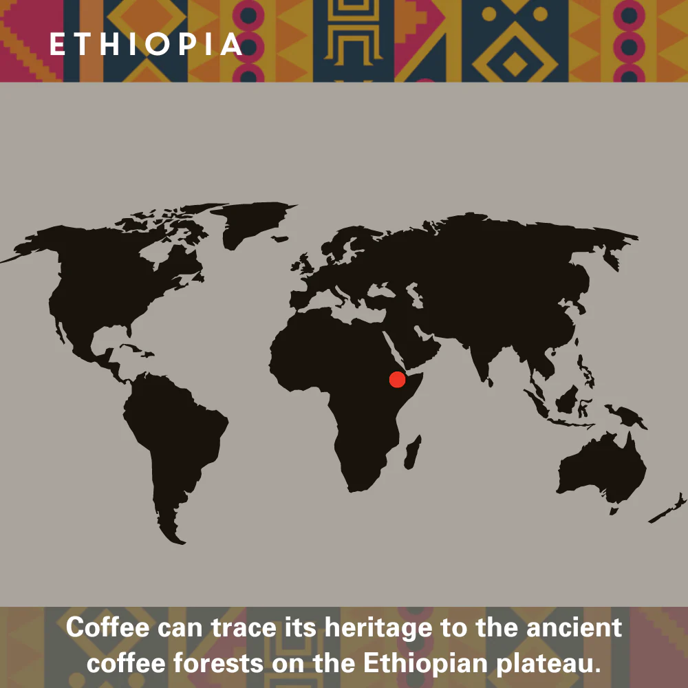 Ethiopia Single Origin Coffee - Image 2