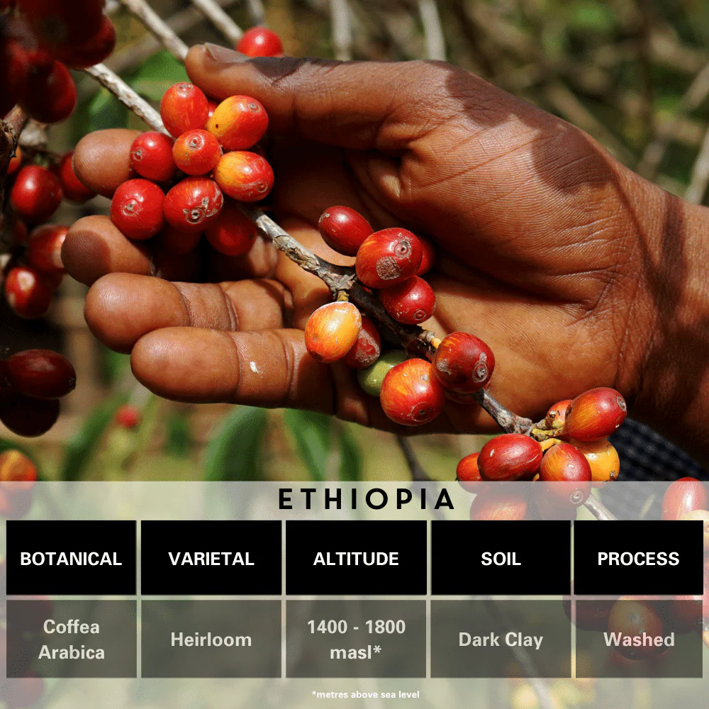 Ethiopia Single Origin Coffee - Image 3