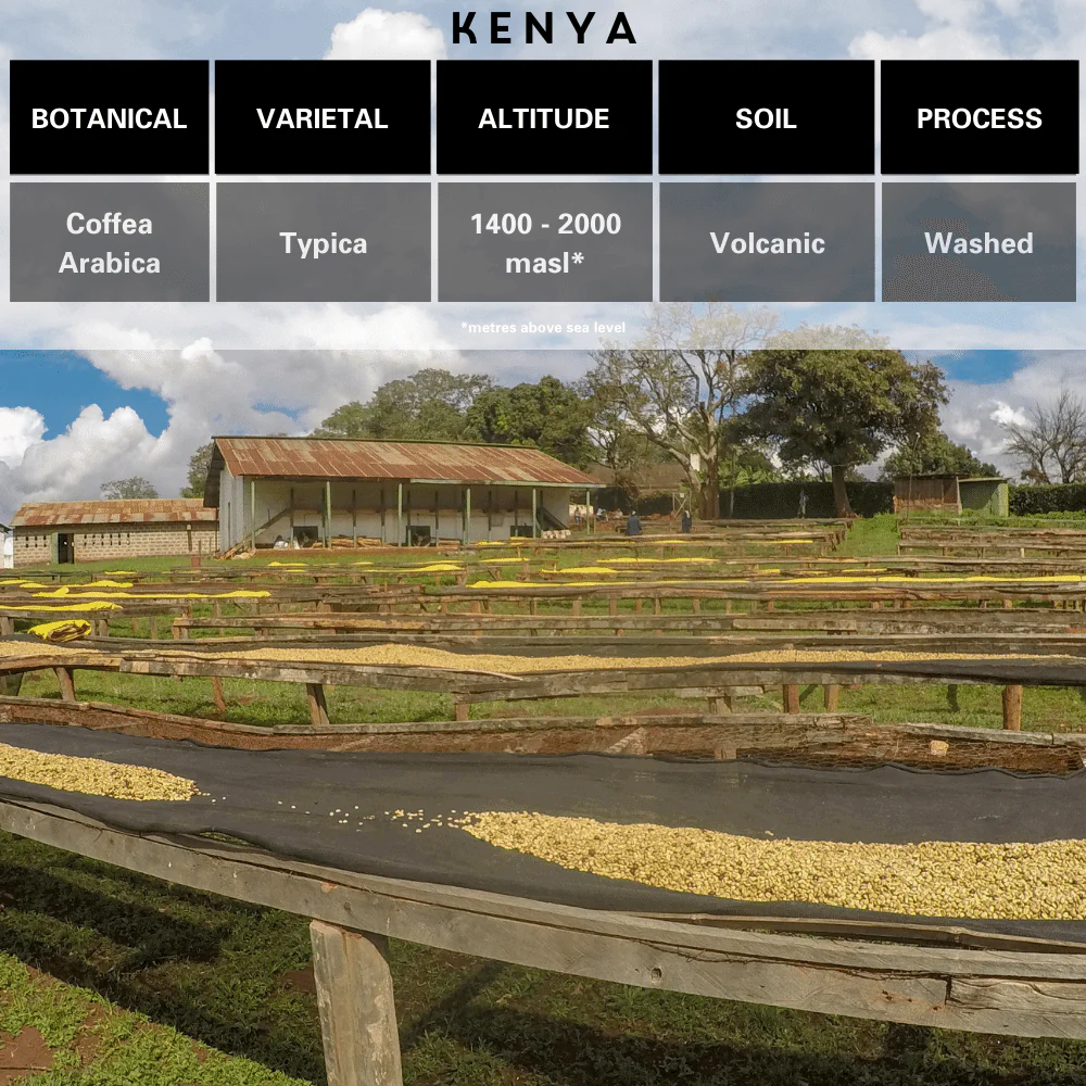 Kenya Single Origin Coffee - Image 3